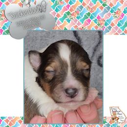 Girl 1 - Snickerdoodle - Sable and white female Shetland Sheepdog puppy in Elberton, Georgia from Ioney's Southern Paws Shelties, Frenchies, and Yorkies