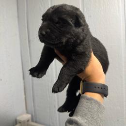 Hermes - Black male German Shepherd puppy in Marshfield, Missouri from Benton K-9 Breeding