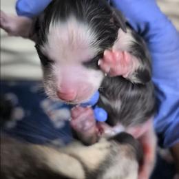 Pup Four Blue Female - Blue female Pomsky puppy in Hurleyville, New York from My Crazy Pomskys