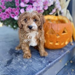 Griffin - Red male Cavapoo puppy in Bozrah, Connecticut from Cedar Creek Farm