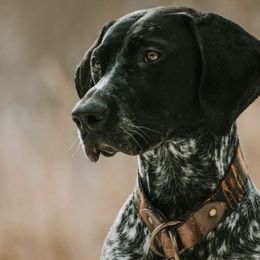 German Shorthaired Pointers from Zion Shorthairs
