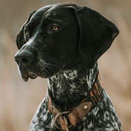 German Shorthaired Pointers from Zion Shorthairs