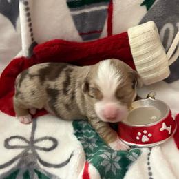 Vixen - Red merle female Miniature Australian Shepherd puppy in Kinsale, Virginia from Northern Neck Aussies