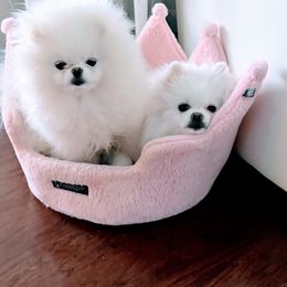 Pomeranian Puppies from Kouture Pomeranians