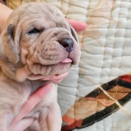 Custard- Merle Female - Merle female Great Dane puppy in Grass Lake, Michigan from Harrison Danes