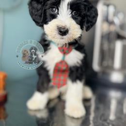 Eggnog - Black and white male Sheepadoodle puppy in Marion, Ohio from Doodles & Doxies