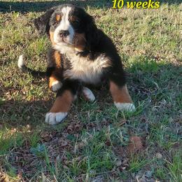 Godzilla - Tri-color male Bernese Mountain Dog puppy in Shawnee, Oklahoma from Little House