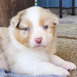 Blue Girl (waiting for you to name her) - Red merle female Australian Shepherd puppy in Canby, Oregon from Minuet Australian Shepherds