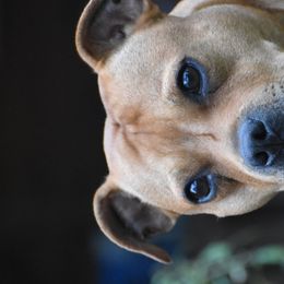 Hadley - Staffordshire Bull Terrier