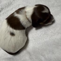 Dachshund Puppies from Gillian’s Darling’ Doxies