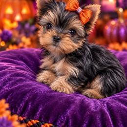Luna - Black and tan female Yorkshire Terrier puppy in Parma Heights, Ohio from ANGELHEARTS YORKIES and yorkie darlings