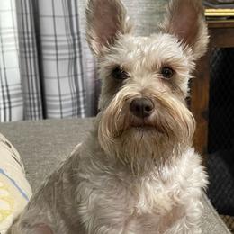 Miniature Schnauzers from Mann's Heaven's Blessings