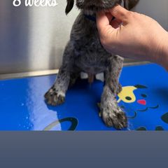 Boy 2 Navy Blue - Liver and white male German Wirehaired Pointer puppy in Harrisville, Pennsylvania from Black Creek GWP