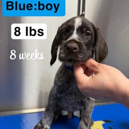 Boy 2 Navy Blue - Liver and white male German Wirehaired Pointer puppy in Harrisville, Pennsylvania from Black Creek GWP