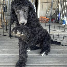 Poodles from Trudy's Poodles