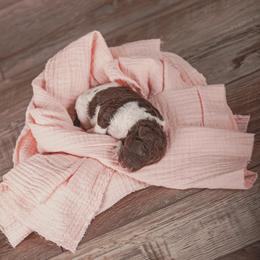 Poodle Puppies from Setting the Standard Poodles