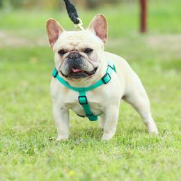 Noble - French Bulldog