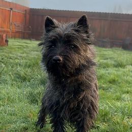 Duke - Cairn Terrier