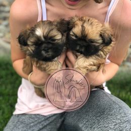 Shih Tzu Puppies from Shurbeez Shih Tzu