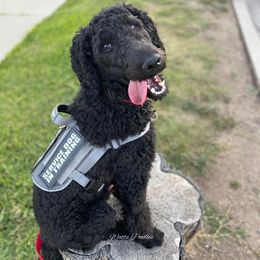 Poodle All Grown Up from Watts Poodles