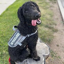 Poodle All Grown Up from Watts Poodles