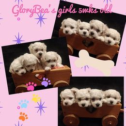 Bichon Frise Puppies from The Blessed Bichons