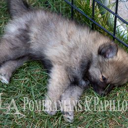 Companion Cross, Papillon, and Pomeranian Puppies from Lovely Ladies and Little Asses Miniature Equines (L3A Pomeranians & Papillons)