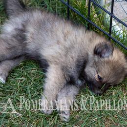 Companion Cross, Papillon, and Pomeranian Puppies from Lovely Ladies and Little Asses Miniature Equines (L3A Pomeranians & Papillons)