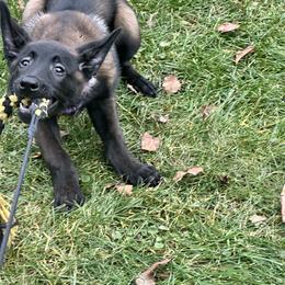 Belgian Malinois Puppies from Focused Obedient Belgian Malinois