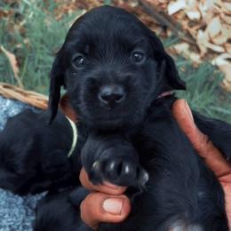 Ebony - Black female Dachshund puppy in Los Angeles, California from Mini Doxies R Us