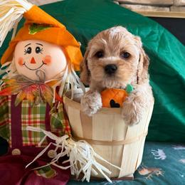 James - Red and white male Cockapoo puppy in Holton, Indiana from MoonShine Babies / OZ