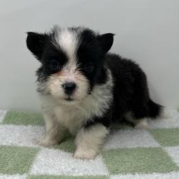 Luna (fluffy) - Brindle and white female American Corgi puppy in Waco, Texas from The Comma Corgis