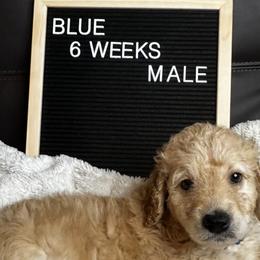 Blue Collar - Cream Labradoodle puppy in Visalia, California from Junebug’s Labradoodles