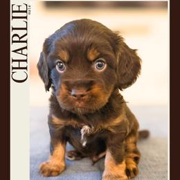 Charlie - Red male Companion Cross puppy in Georgetown, Texas from The Darling Pup
