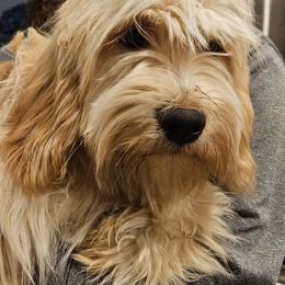 Doc - Gold and white male Tibetan Terrier puppy in Dorena, Oregon from West Coast Tibetans