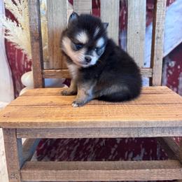 Mercedes - Black and white female Pomsky puppy in Bucyrus, Missouri from Hill Top Pomskies