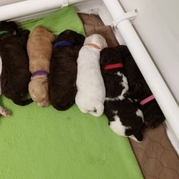 Lagotto Romagnolo Puppies from Bella Fiore Lagottos