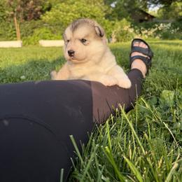 Alaskan Malamute Puppies from Alpenglow Alaskan Malamutes