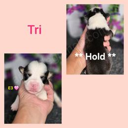 E3 - Black and tan female Pembroke Welsh Corgi puppy in Jacksonville, Texas from ArmnalegRanch LLC