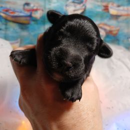 Hershey - Black male Schnoodle puppy in Andalusia, Alabama from Kaleidoscope Kennels