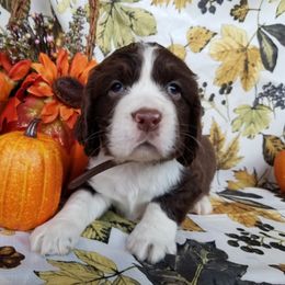 Dogue de Bordeaux and English Springer Spaniel Puppies from Wildwood