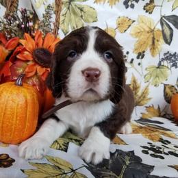 Dogue de Bordeaux and English Springer Spaniel Puppies from Wildwood