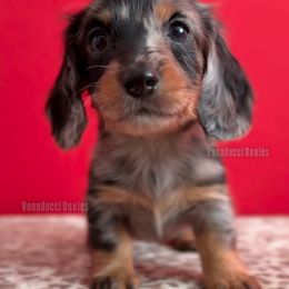 Meadow Soprano - Dapple female Dachshund puppy in Chandler, Arizona from Vonaducci Doxies, LLC.
