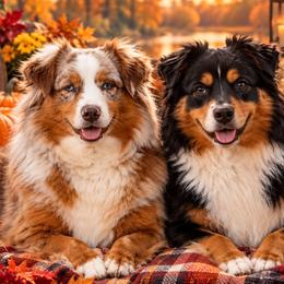 Miniature Australian Shepherd puppies from Beaver Dam Mini Aussies