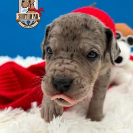 Kissy - Merle female Great Dane puppy in White City, Kansas from Southwind Great Danes