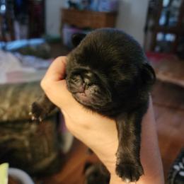 Silver boy - Silver male Pug puppy in Tacoma, Washington from Precious Princess Pugs