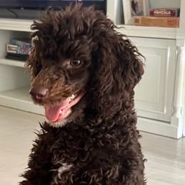 Víctor - Poodle