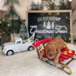 Goldendoodle Puppies from Goldendoodle Utah