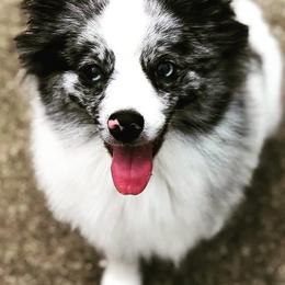 Pomeranians and Pomskies from Alpha Poms & Pomskies