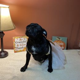 Lily - Pug
